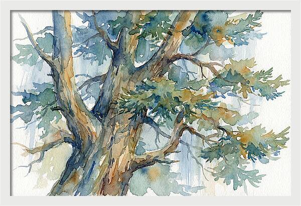 Conifer Tree Serenity