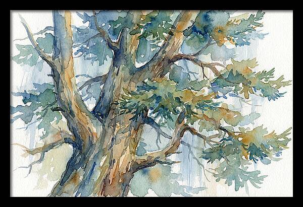 Conifer Tree Serenity