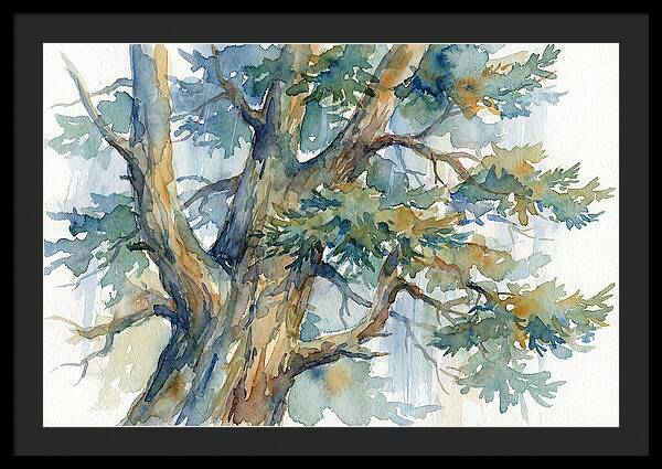 Conifer Tree Serenity