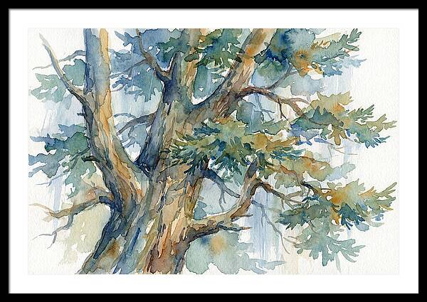 Conifer Tree Serenity