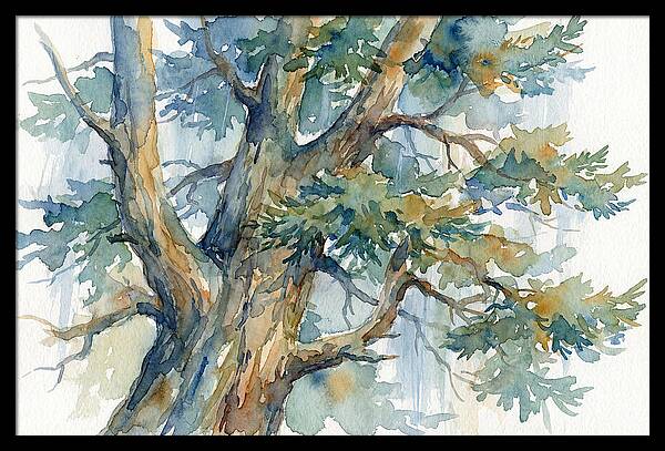 Conifer Tree Serenity