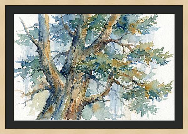 Conifer Tree Serenity