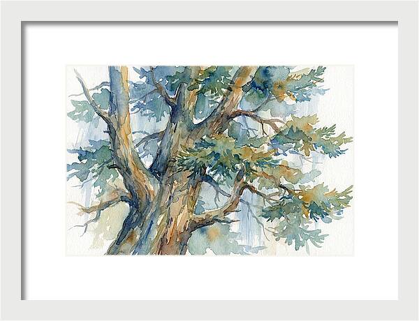 Conifer Tree Serenity