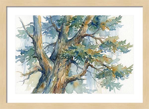 Conifer Tree Serenity