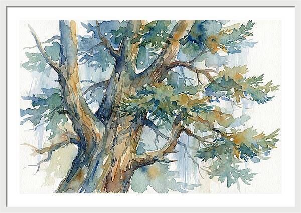 Conifer Tree Serenity