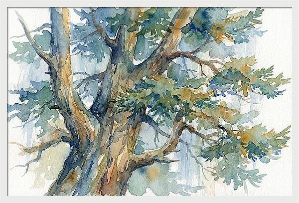 Conifer Tree Serenity