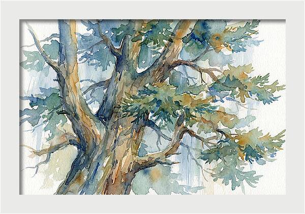 Conifer Tree Serenity