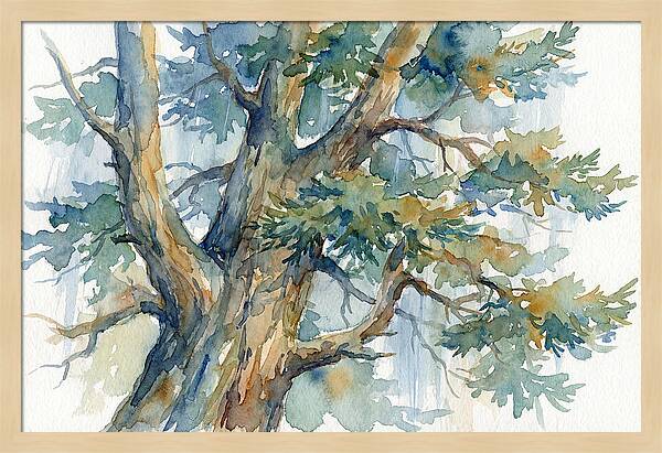 Conifer Tree Serenity