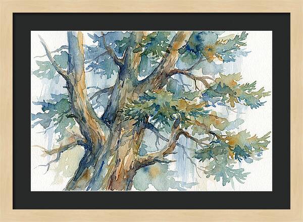Conifer Tree Serenity