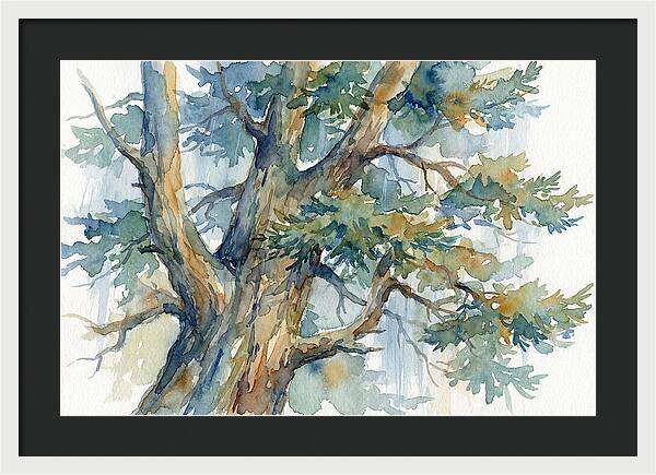 Conifer Tree Serenity