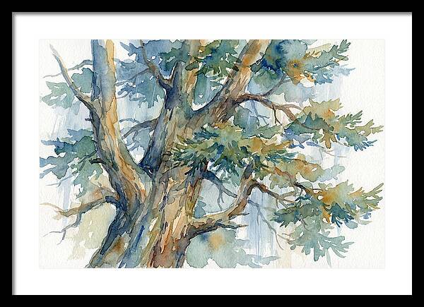 Conifer Tree Serenity