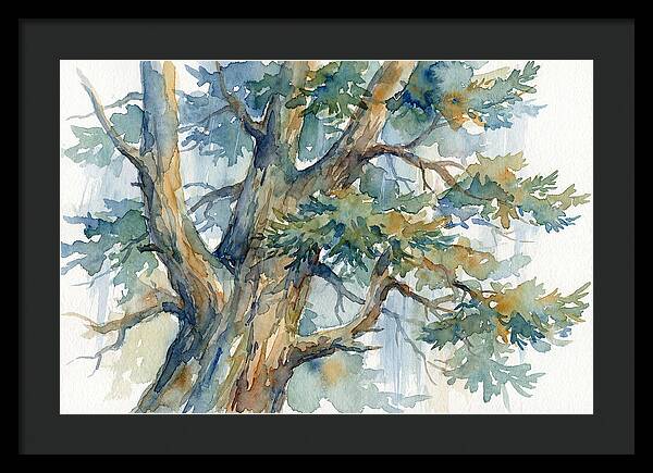 Conifer Tree Serenity