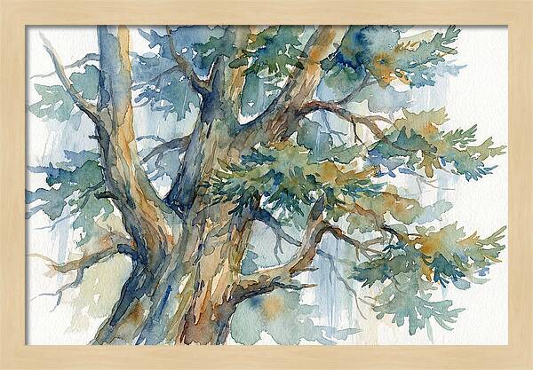 Conifer Tree Serenity