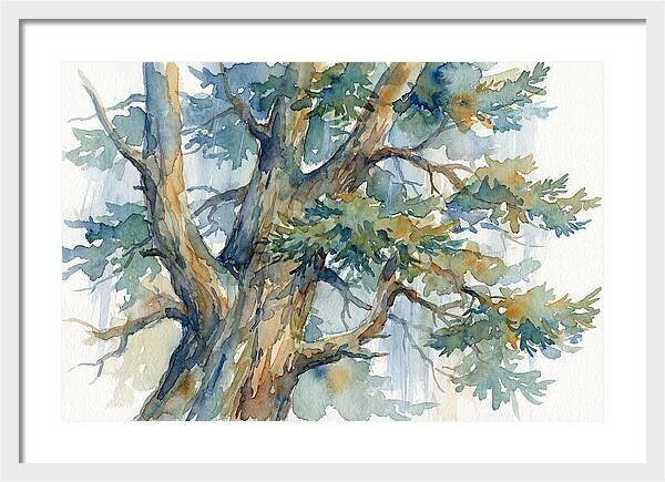Conifer Tree Serenity