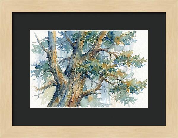 Conifer Tree Serenity