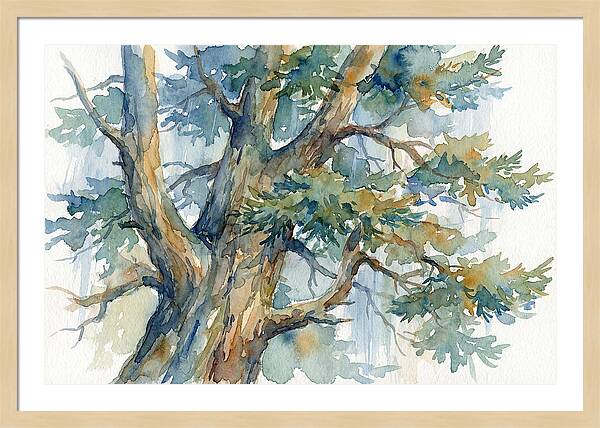 Conifer Tree Serenity