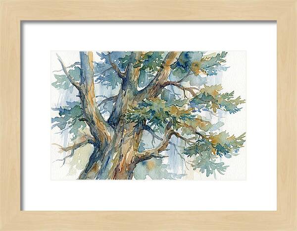 Conifer Tree Serenity