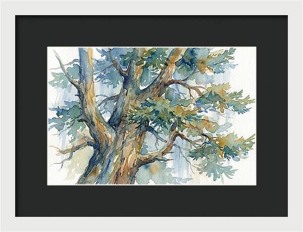 Conifer Tree Serenity