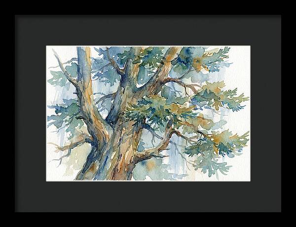 Conifer Tree Serenity