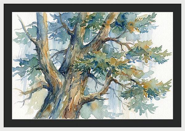 Conifer Tree Serenity