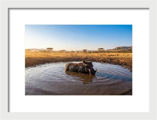 Cooling Off In The Wild