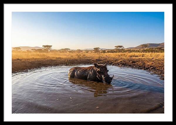 Cooling Off In The Wild