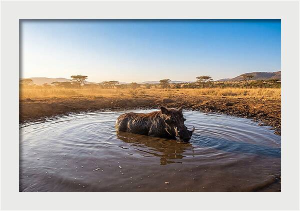 Cooling Off In The Wild