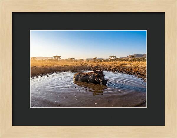 Cooling Off In The Wild