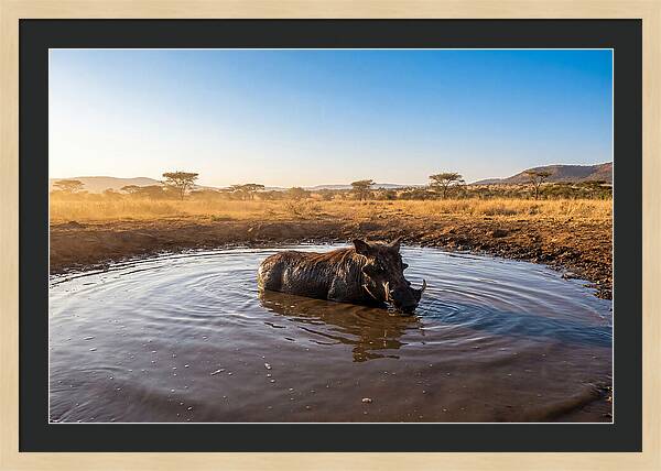Cooling Off In The Wild