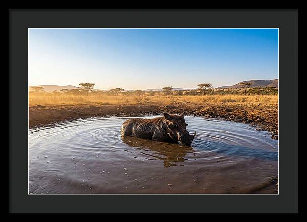 Cooling Off In The Wild