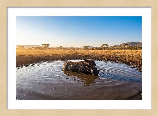 Cooling Off In The Wild