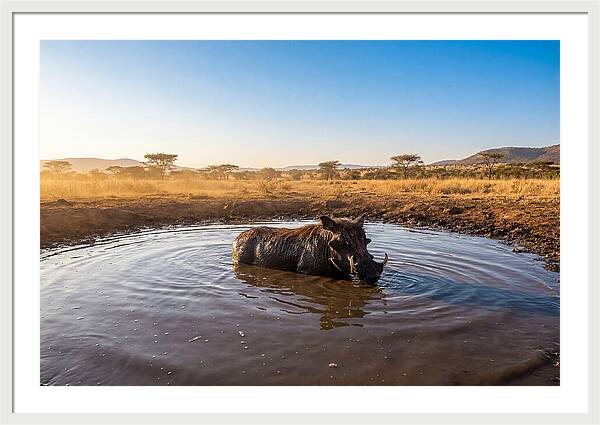 Cooling Off In The Wild