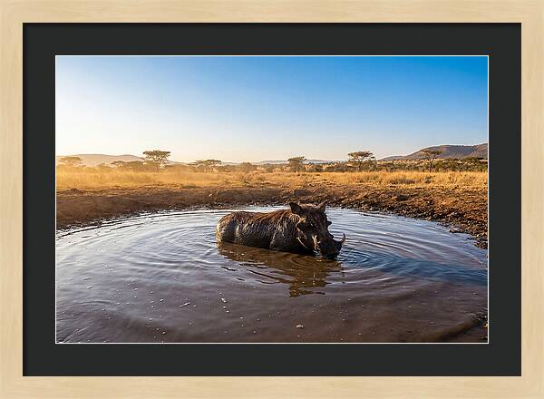Cooling Off In The Wild
