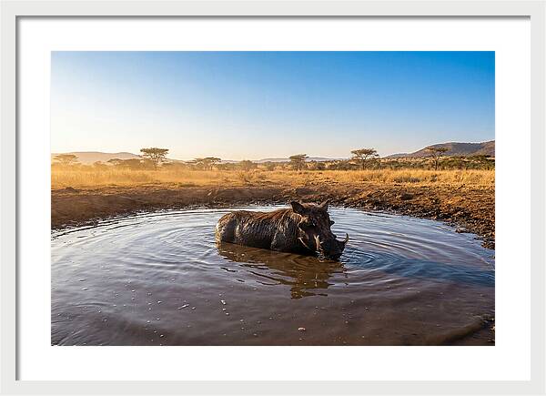 Cooling Off In The Wild