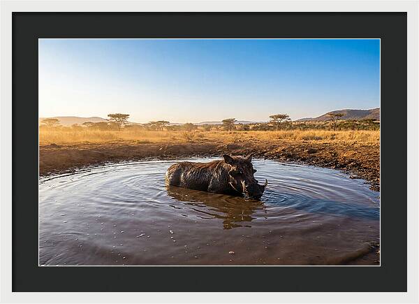 Cooling Off In The Wild