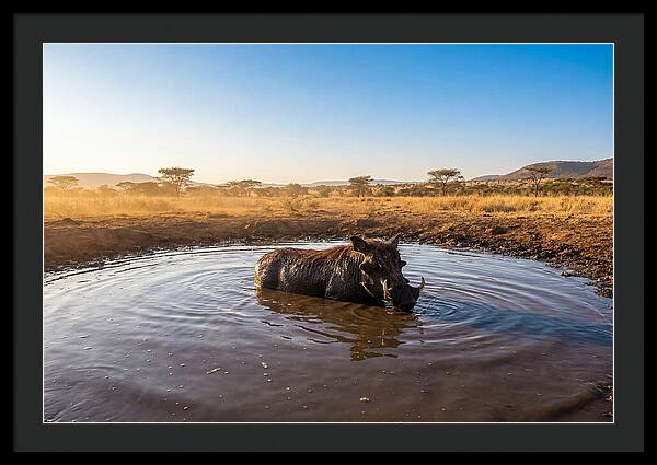 Cooling Off In The Wild