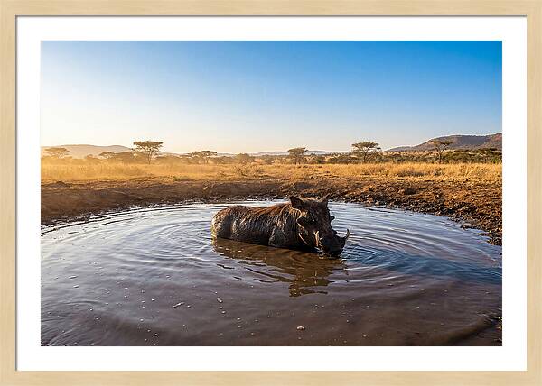 Cooling Off In The Wild