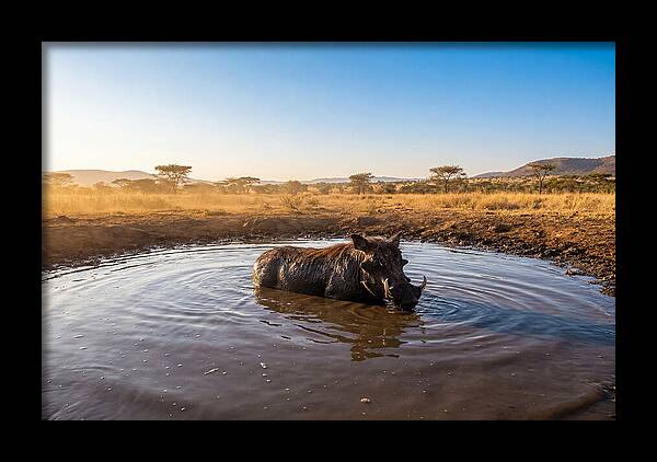 Cooling Off In The Wild