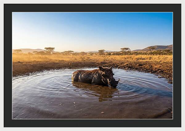 Cooling Off In The Wild