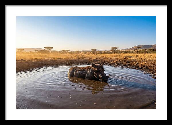 Cooling Off In The Wild
