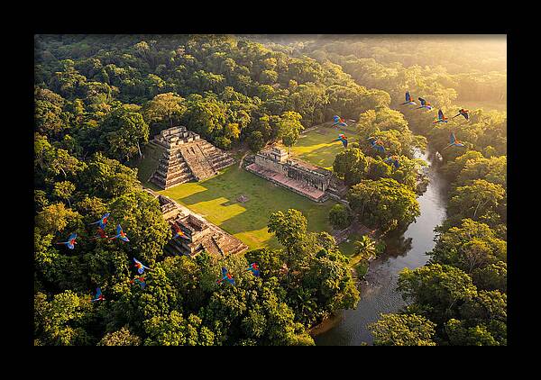 Copan Archaeological Site From Above