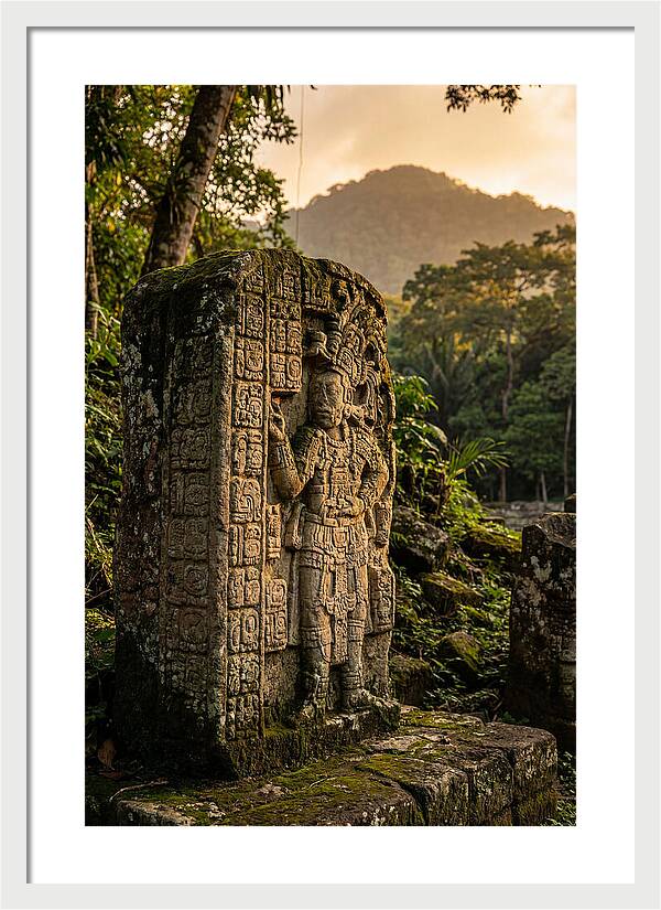 Copan Mayan Stelae At Golden Hour