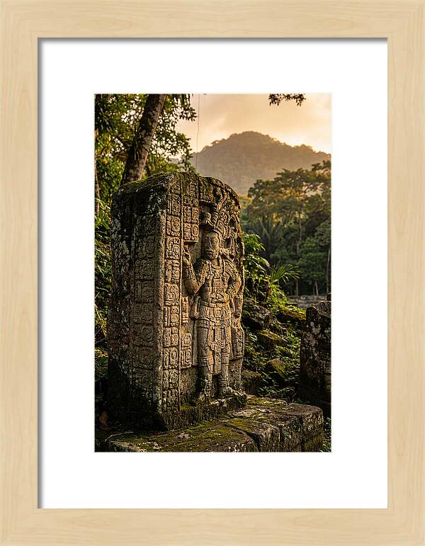 Copan Mayan Stelae At Golden Hour