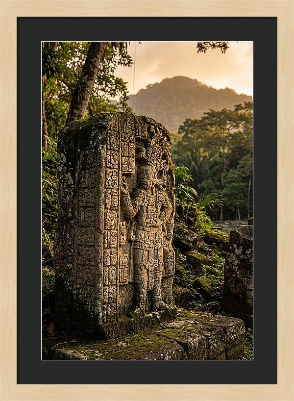 Copan Mayan Stelae At Golden Hour
