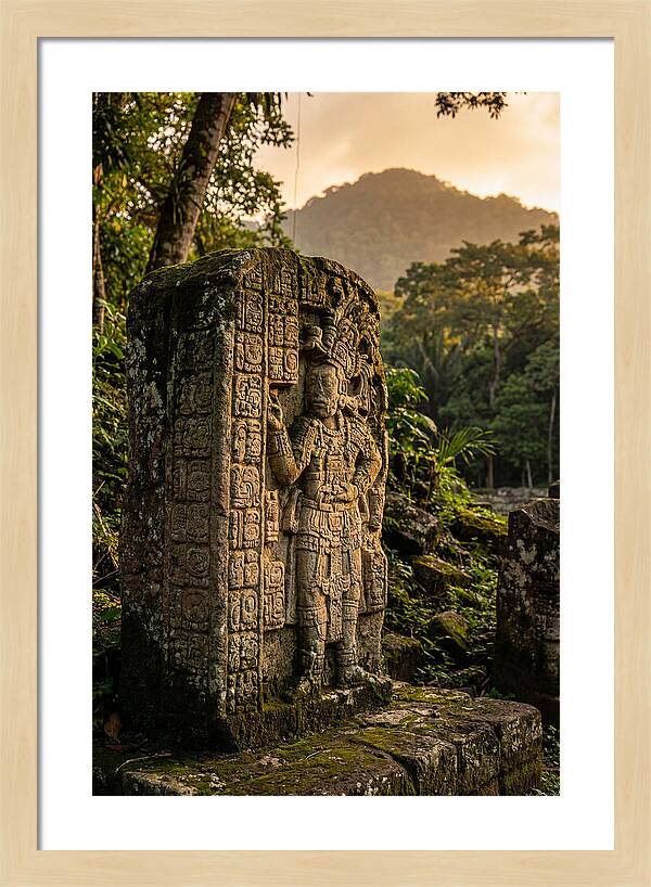 Copan Mayan Stelae At Golden Hour