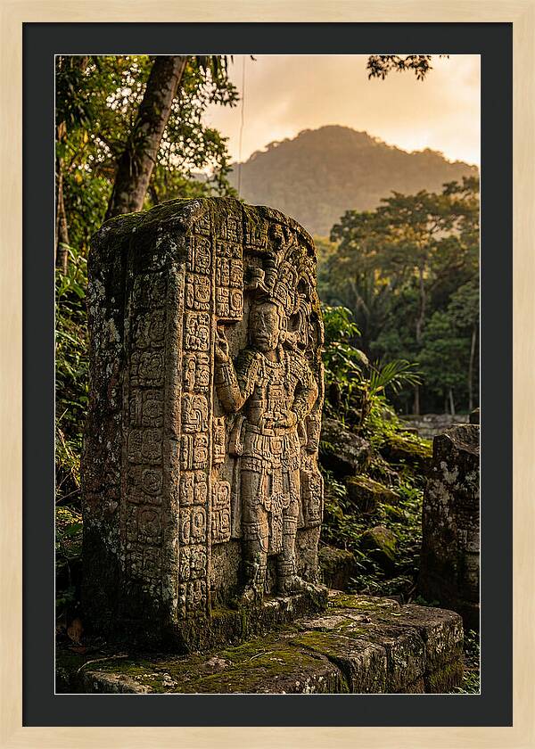 Copan Mayan Stelae At Golden Hour