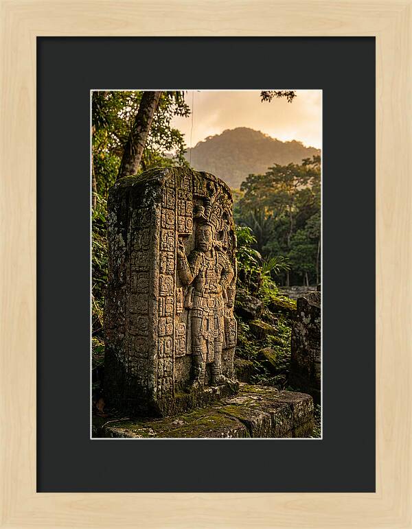 Copan Mayan Stelae At Golden Hour