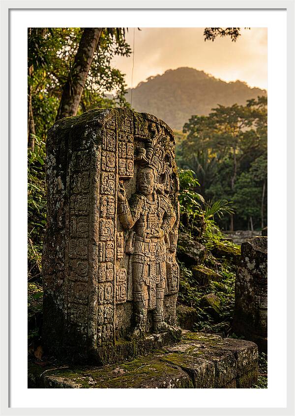 Copan Mayan Stelae At Golden Hour