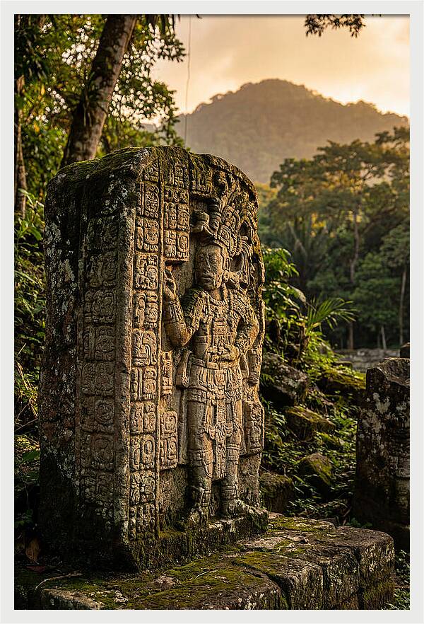 Copan Mayan Stelae At Golden Hour
