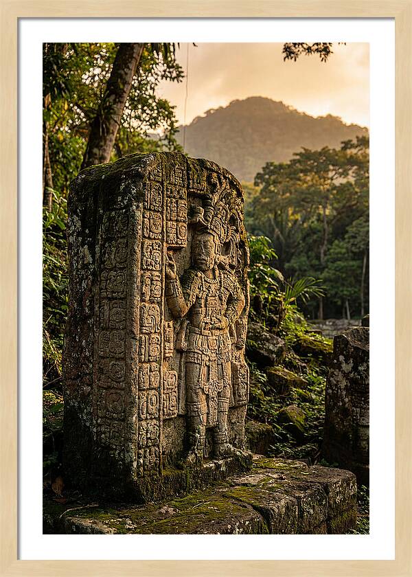 Copan Mayan Stelae At Golden Hour